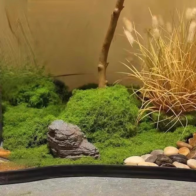200g Eeuwig leven mos DIY amba - Bonsai Garden Ideas recensie en prijs