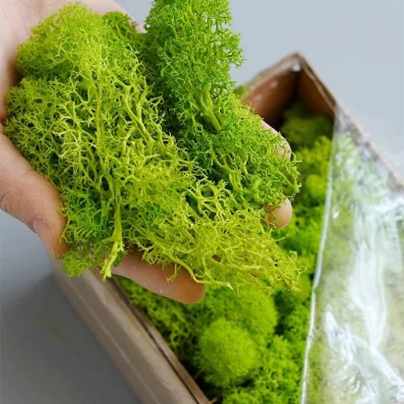 100/200/500g Eeuwig Leven Mos  - Bonsai Garden Ideas recensie en prijs